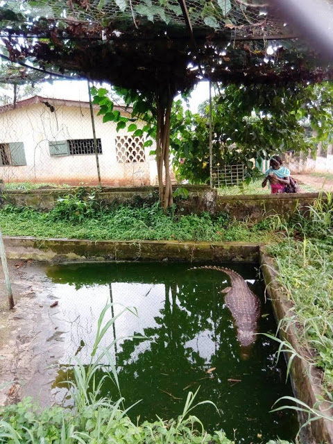 The nile crocodile, Weekend Tourism | Visit to the Mvog-Betsi Zoo Yaoundé