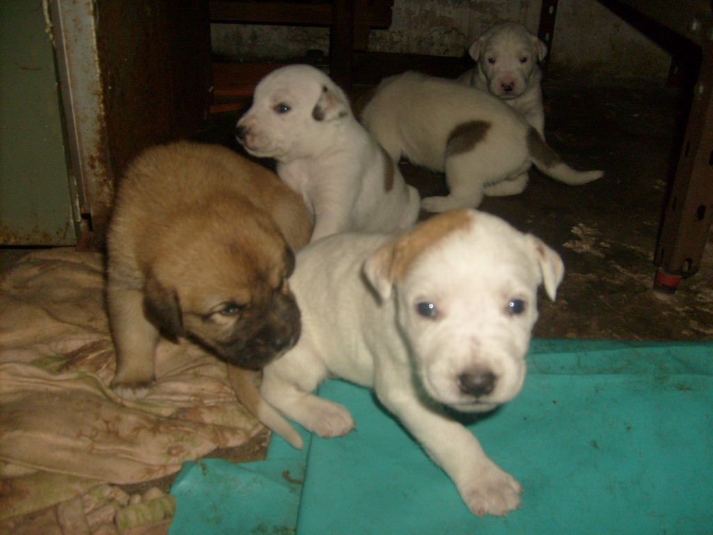 Adoptándonos: Cinco preciosos cachorritos chiquitos en adopción
