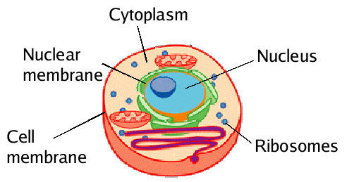 animal cell drawing