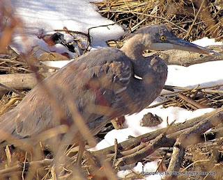 great blue heron