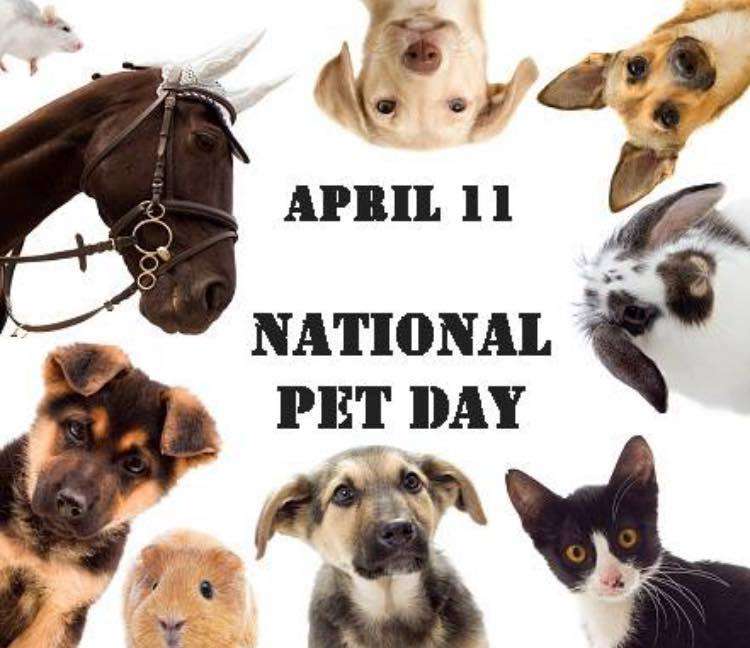 National Pet Day Wishes Images download