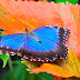 Blue Butterfly Wide Wallpaper