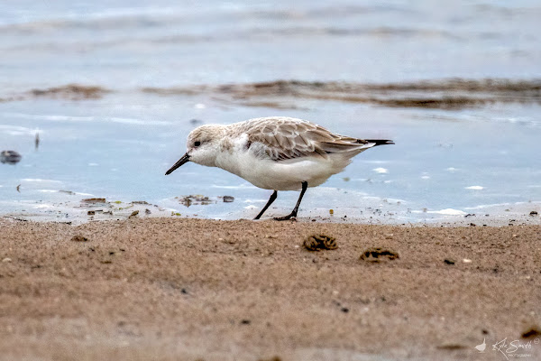 Sanderling