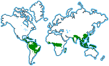 The amazon rainforest is the world's largest tropical rainforest. Point Of Opinion How On Earth Can We Save The Rainforest