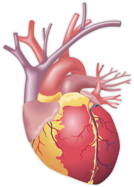 partes del corazon. partes del corazon.