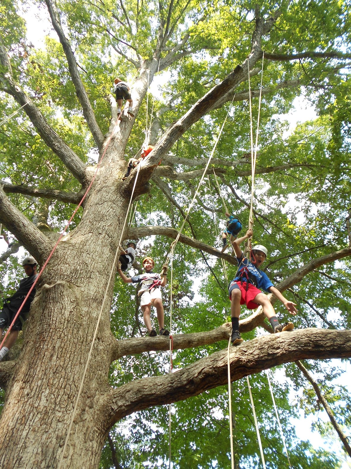 Piedmont Tree Climbing (PTC): Tree Climbing?