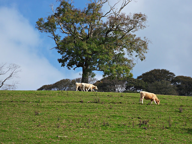 Cows in a field in Lerryn, Cornwall