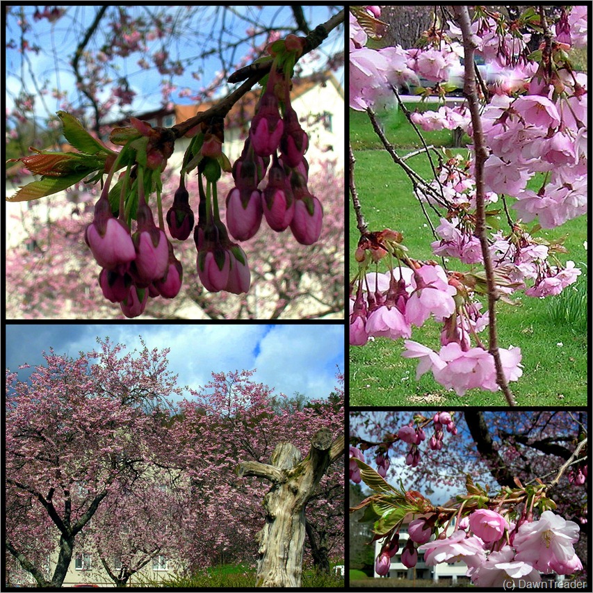 2010 05 09 cherry blossom 4