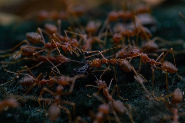 Es descubierta la cantidad de hormigas en el mundo