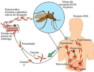 malaria tratamento, malária prevenção, malaria cura, tratamento da malaria em mocambique, malaria tratamento medicamentoso, causas da malaria, malaria é contagiosa, paludismo tratamento, tipos de malaria