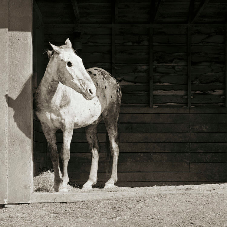 Stunning Black And White Portraits Of Rescued Farm Animals That Were ‘Allowed To Grow Old’