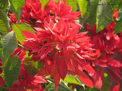 Poinsettia Flower - Euphorbia pulcherrima