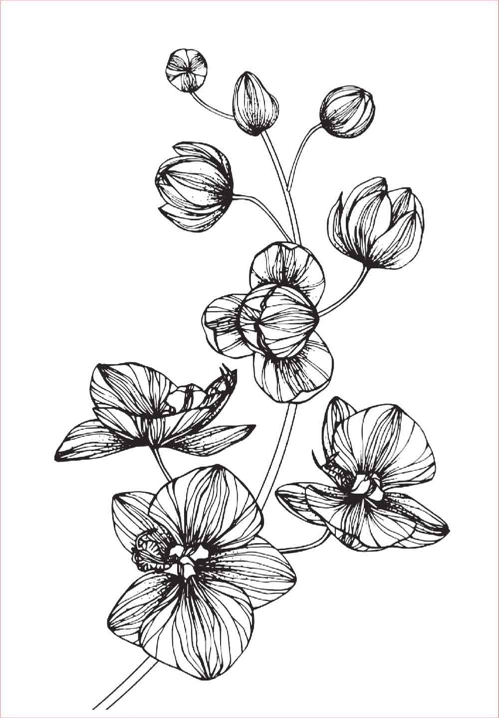 30 Gambar Sketsa Bunga Mudah