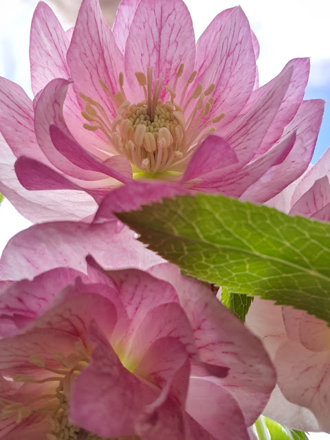 Pink hellebore flower shot from below