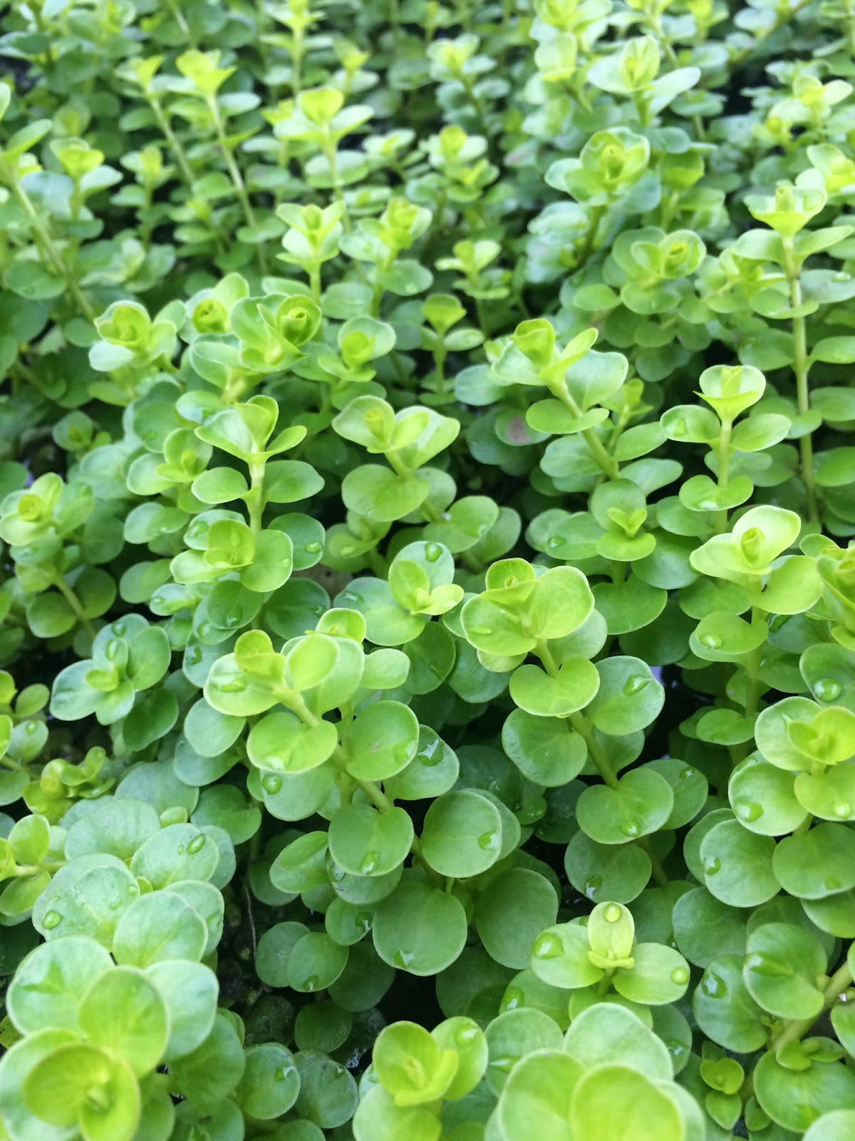 Cuorefarmblog 本日のおすすめ水草のご紹介 イエローリシマキア 水上葉