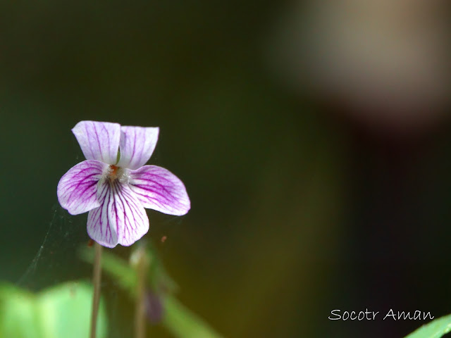 Viola betonicifolia