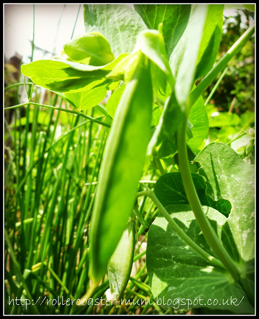 pea pods ripening