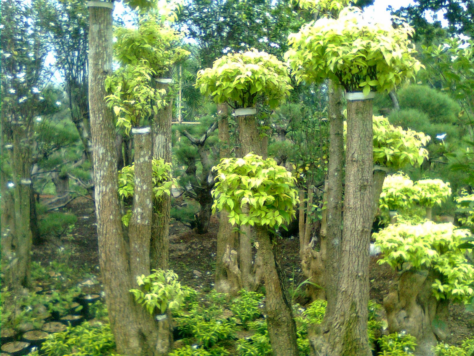 Jual Pohon  Anting Putri Jenis  Bonsai  Berbakat Taman 