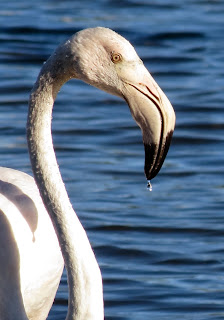 Photo: Vernon Chalmers Canon PoweShot SX40 HS