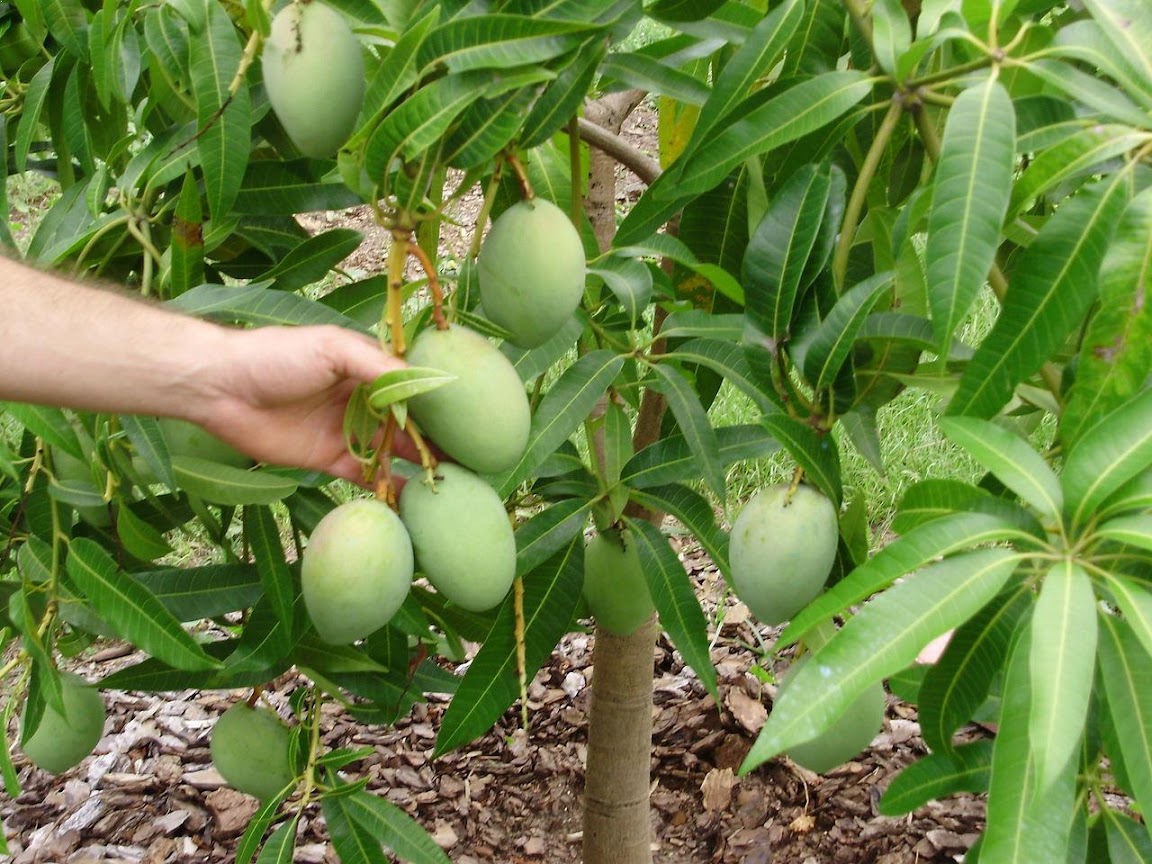 pohon mangga alpukat melayani partai besar Sulawesi Utara