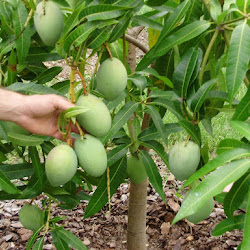 Pohon Mangga Alpukat Melayani Partai Besar