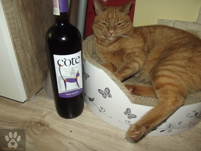 rudy kot andrzej i wino