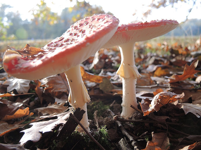 In het park: herfst is in het land...