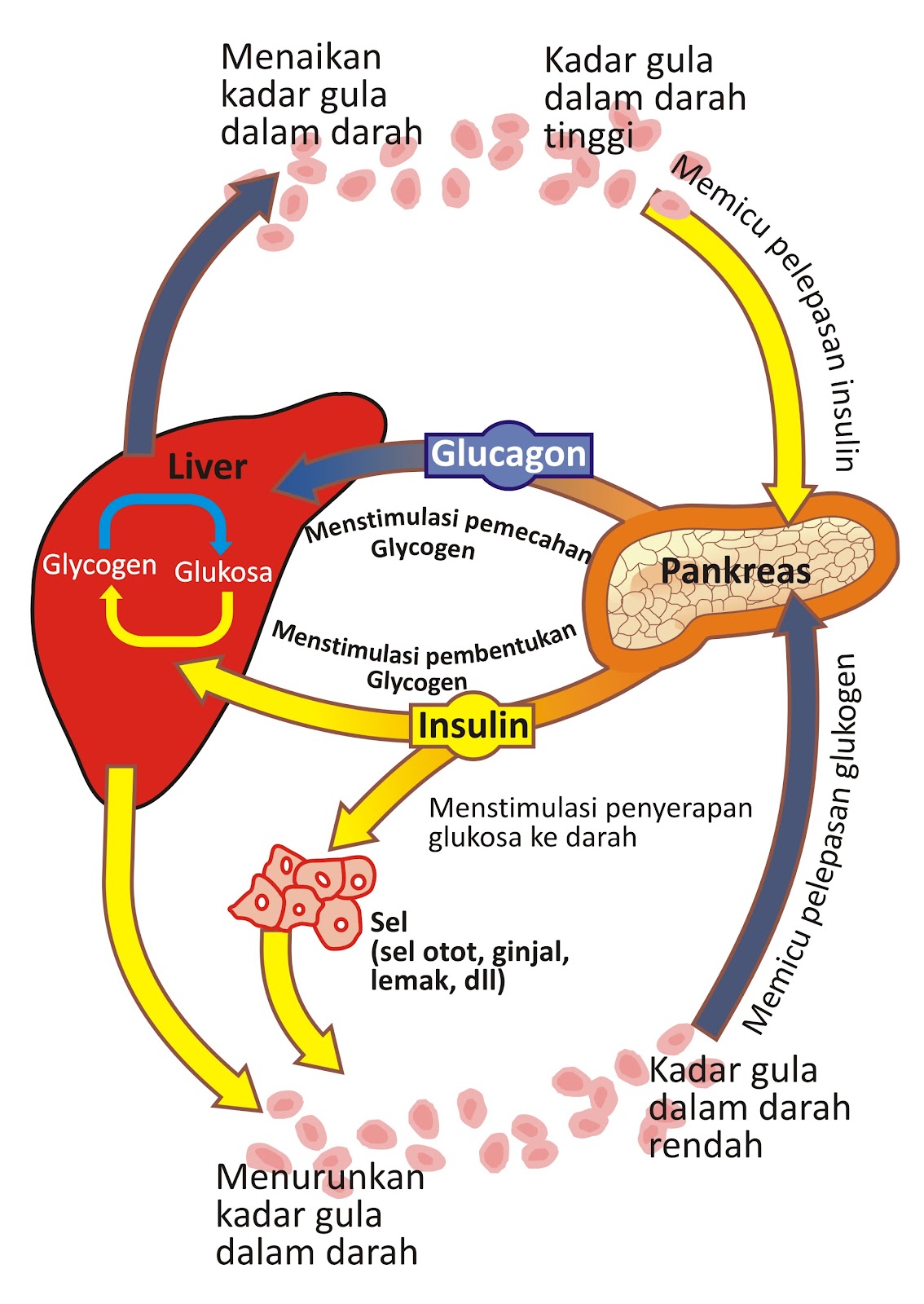 Gudang Ilmu DIABETES MELITUS DM  