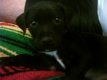 My baby boy Monroe...