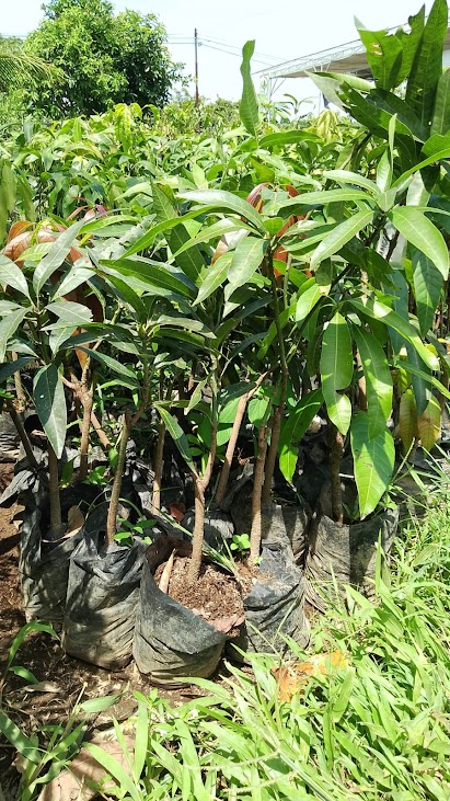 jual bibit buah mangga kelapa yang paling bagus kalimantan timur Baubau