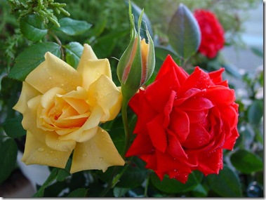 Roses 1024x768 (5) wallpapers