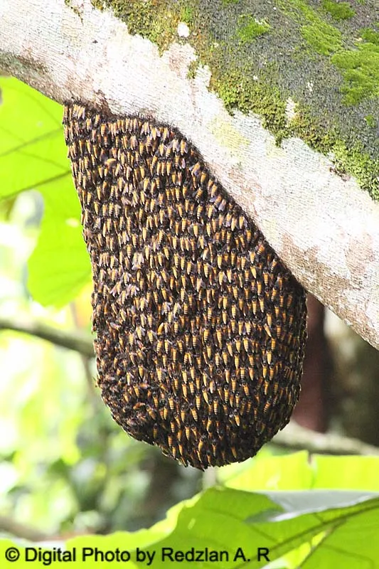 Wild Honey Bee Swarm -Sarang Lebah