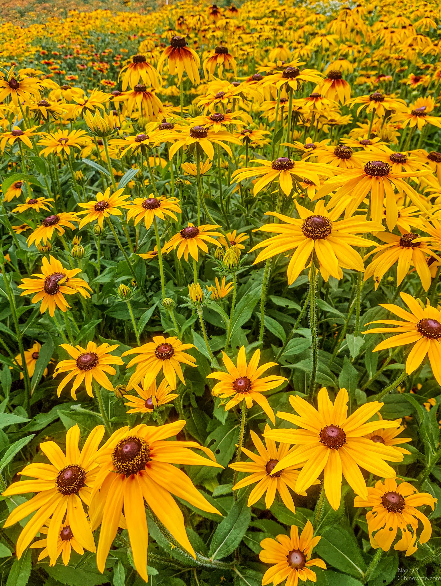 13 Summer chrysanthemum photographs, the flower can be our beauty