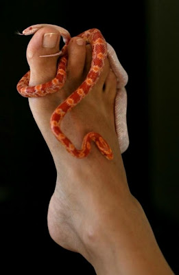 Weired_Stress_Relieving_Snake_ Massage_Therapy_spa