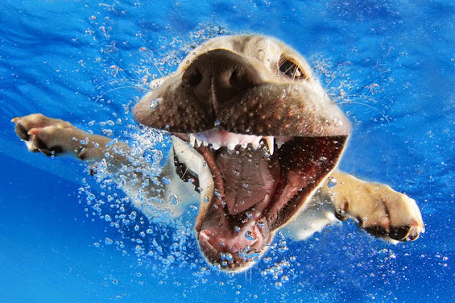 Cachorros bajo el agua por Seth Casteel