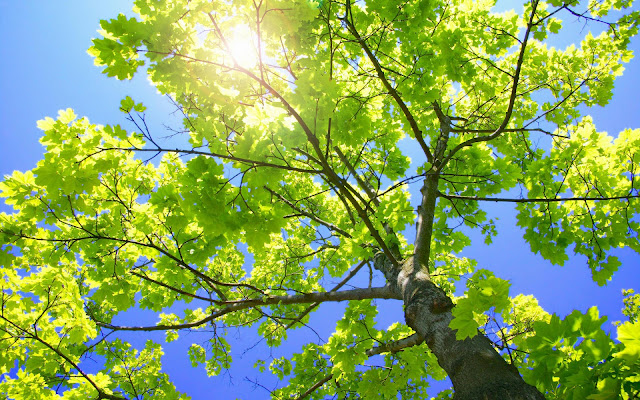 Fondos de Pantalla de Arboles:  Árbol con Ramas Verdes