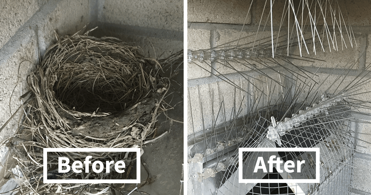 Guy Has Been Trying To Get Rid Of Pigeons For Four Years, And It Gets Funnier With Every Picture
