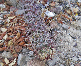 Cochemiea poselgeri, Baja California Cochemiea