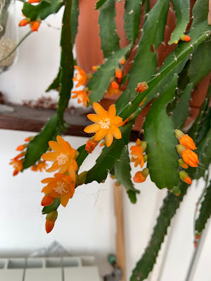 Caring for Your Epiphyllum Plants. A Guide to Blooming Success