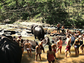 elefant, elephant, thailand, mahut, dschungel, jungle, hug elephants sanctuara, nationalpark, chiang mai, urlaub, holiday, nature, wildlife, wildtier, natur