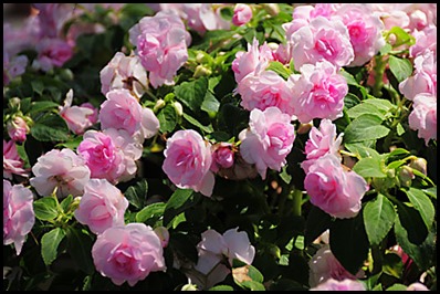 impatiens double4