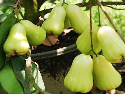 Usaha Pembudidayaan Jambu Madu Sangat Menggiurkan