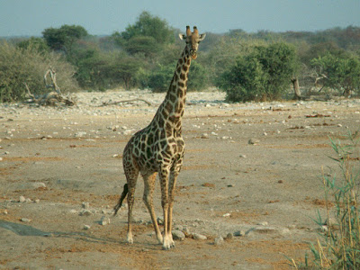 giraffe, wildlife, Etosha National Park, Namibia