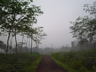 karang salam