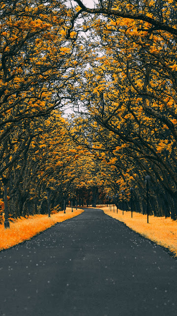 Autumn Road Nature 4k Wallpaper