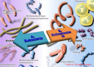 Pengertian dan Ciri-Ciri Archaebacteria dan Eubacteria