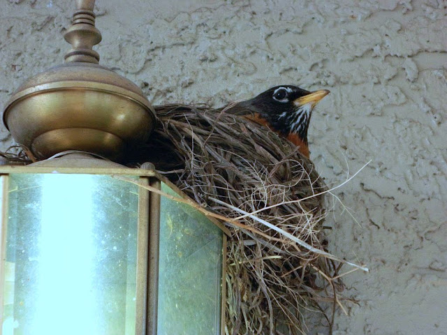 Birds And Their Nests