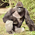 Watch: Giant Gorilla killed after kid slips inside the zoo