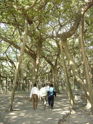 Banyan Trees Seen On www.coolpicturegallery.us