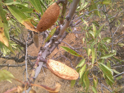 almendra